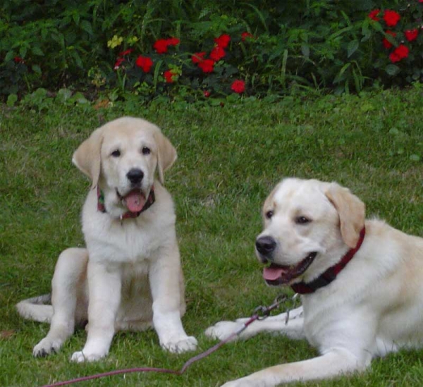 Sophia & Labrador Brady
Sophia: 
(Ch. Rubi de Montes del Pardo x Legua de Campollano)
Born: 14-06-2004


 

