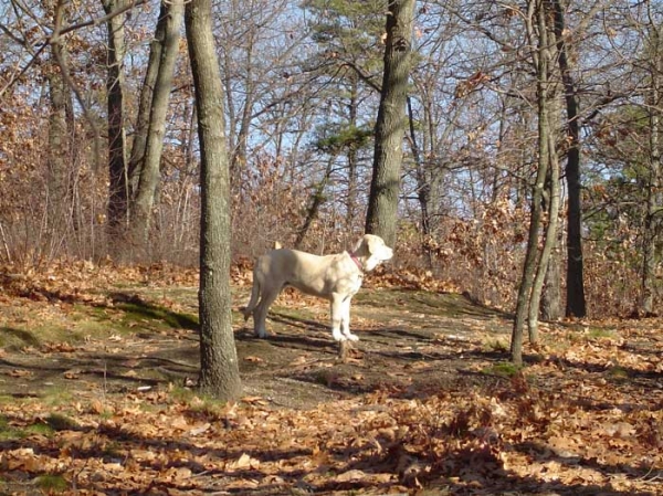 Sophia del Dharmapuri
(Ch. Rubi de Montes del Pardo x Legua de Campollano)
Born: 14-06-2004
 
  

