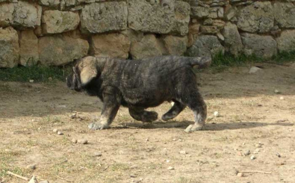 Soto de Fuente Mimbre - 60 days old
(Ch. Cañon de Fuente Mimbre x Arpa de Fuente Mimbre)  

Keywords: fuentemimbre puppy cachorro