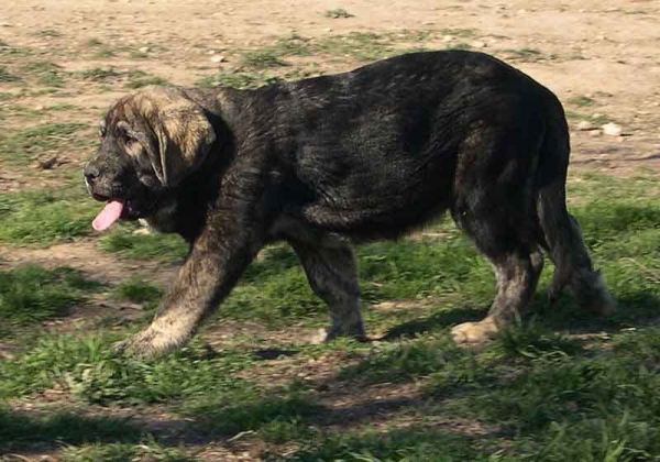 Soto de Fuente Mimbre
(Ch. Cañón de Fuente Mimbre x Arpa de Fuente Mimbre ) 
Born: 05-01-05
 
 

Kľúčové slová: fuentemimbre puppy cachorro