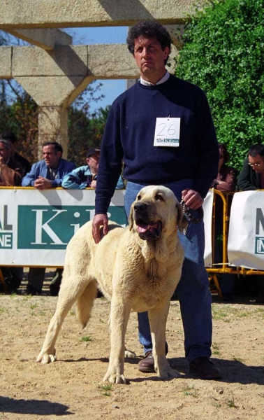 Soto de Trashumancia: Exc. 2 - Young Class Males, Monográfica AEPME, Palencia 1999
Florencio de Trashumancia x Vela de Trashumancia
Born: 16.01.1998

Photo: Jonas Nielsen © Copyright 
Keywords: 1999