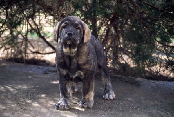 Soto de Fuente Mimbre
(Ch. Cañon de Fuente Mimbre x Arpa de Fuente Mimbre) 
Born: 05-01-2005

 

Keywords: fuentemimbre puppy cachorro