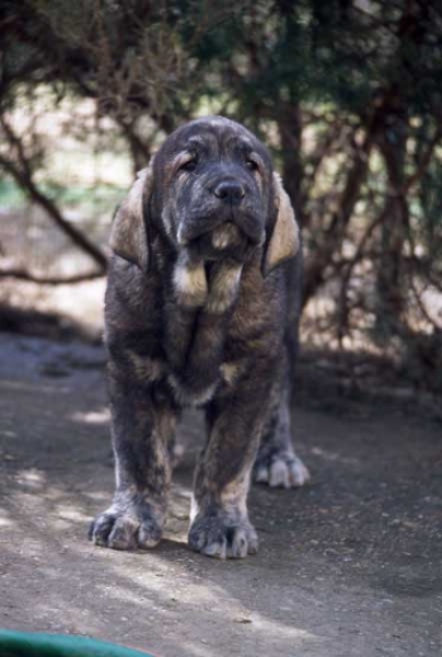 Soto de Fuente Mimbre
(Ch. Cañon de Fuente Mimbre x Arpa de Fuente Mimbre) 
Born: 05-01-2005
 

Ključne reči: fuentemimbre puppy cachorro