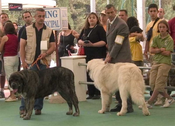 Tita de los Zumbos in Final of Spanish Breeds - Archidona, 29-05-2005
(Nuño x Luchana de Los Zumbos)
Born: 20-10-2001
Breeder & owner: Mario Alonso  

Keywords: 2005