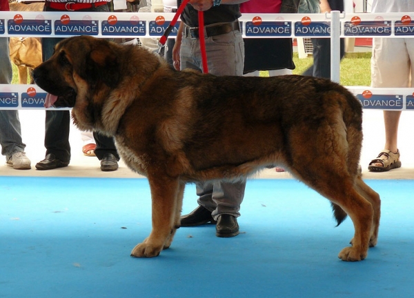 CH Barco de Montes del Pardo - Champion Class Males, Talavera de la Reina, Spain, 24.05.2009
(Pizarro de Montes del Pardo x Ch Dama de Fontanar)
Born: 01.12.2005 

Keywords: 2009