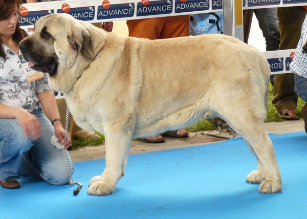 Bardo de la Salombra - Open Class Males, Talavera de la Reina, Spain, 24.05.2009
(Ch Sanson x Telma de Campollano) 
Born; 08.11.2006
Keywords: 2009