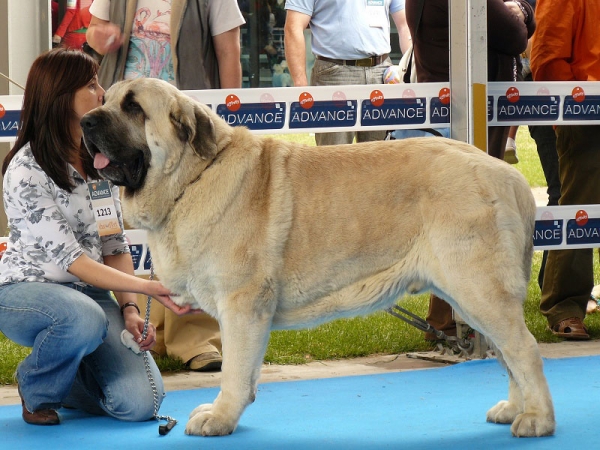 Bardo de la Salombra - Open Class Males, International Dog Show Talavera de la Reina, Spain, 24.05.2009
(Ch Sanson x Telma de Campollano) 
Born; 08.11.2006 
Keywords: 2009