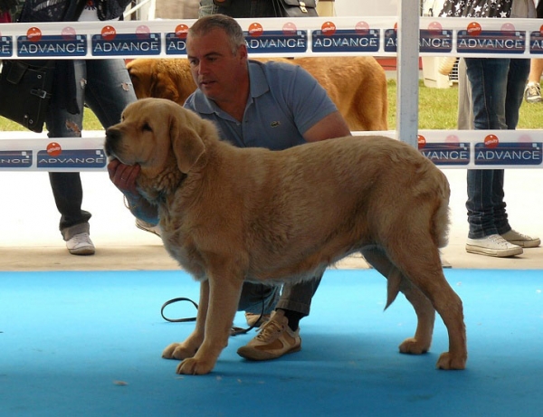 Duquesa Valle del Pisueña - Intermediate Class Females, Talavera de la Reina, Spain, 24.05.2009
(Homero de Valle del Pisueña x Siena de Trashumancia)
Born: 16.11.2007
Keywords: 2009