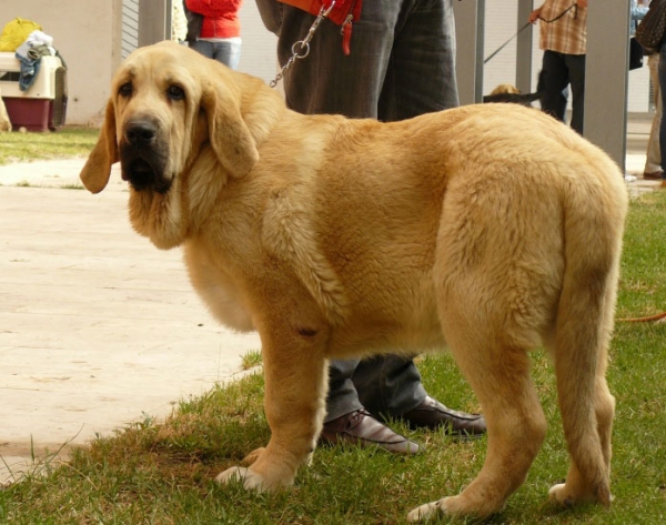 Franky de Montes del Pardo - Puppy Class Males, Talavera de la Reina, Spain, 24.05.2009
(Komombo de Montes del Pardo x Karina de Montes del Pardo)
Born: 15.12.2008
Keywords: 2009