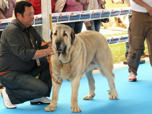 Huron de los Mercegales, Open Class Males, Talavera de la Reina, Spain, 24.05.2009
(Junco de Galisancho x Gala) 
Born: 15.12.2006

Keywords: 2009