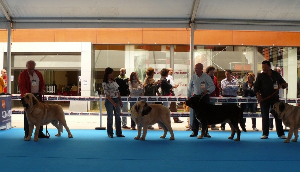 Karonte de Montes del Pardo, Bardo de la Salombra, Toro de la Mesta & Huron de los Mercegales, Open Class Males, Talavera de la Reina, Spain, 24.05.2009
Karonte: (Pizzarro de Montes del Pardo x Gran Dama de Montes del Pardo) - Born: 20.03.2006
Bardo: (Ch Sanson x Telma de Campollano) - Born: 08.11.2006
Toro: (Rodrigo de Babia x Anuna de la Mesta) - Born: 20.03.2004
Huron: (Junco de Galisancho x Gala) - Born: 15.12.2006
Keywords: 2009