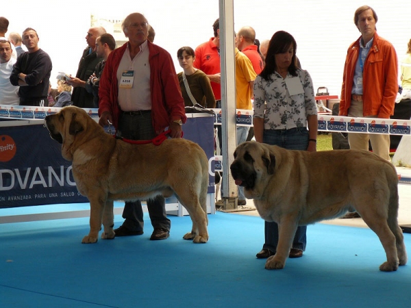 Karonte de Montes del Pardo &, Bardo de la Salombra - Open Class Males, Talavera de la Reina, Spain, 24.05.2009
Karonte: (Pizzarro de Montes del Pardo x Gran Dama de Montes del Pardo) - Born: 20.03.2006
Bardo: (Ch Sanson x Telma de Campollano) - Born; 08.11.2006
  
Keywords: 2009