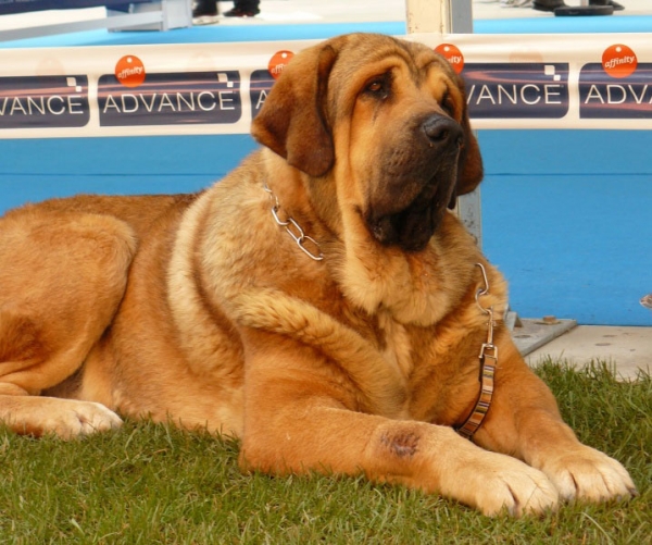 Leon de la Mesta, Open Class Males, Talavera de la Reina, Spain, 24.05.2009 
(Toro de la Mesta x Espanola de la Mesta)
Born: 11.11.2006 
Keywords: 2009