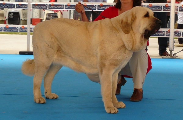 Lois Tornado Erben - Talavera de la Reina, Spain, 24.05.2009
(Basil Mastifland x Florita Maja Tornado Erben)
Born: 13.12.2006 
Keywords: 2009