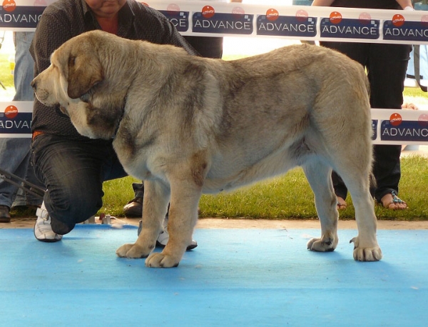 Nana de los Mercegales - Open Class Females, Talavera de la Reina, Spain, 24.05.2009 
(Junco de Galisancho x Gala)
Born: 17.06.2006 
Keywords: 2009