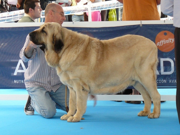 Oberon de Hazas de Cesto - Open Class Males, Talavera de la Reina, Spain, 24.05.2009  
(Bulnes de Torreanaz x Ch Coral de Hazas de Cesto)
Born: 29.04.2007
Keywords: 2009