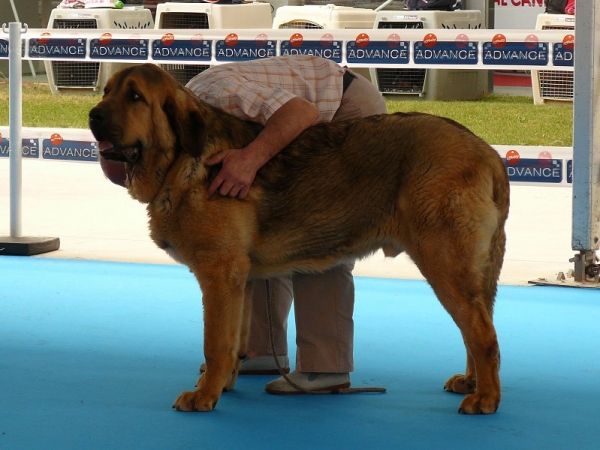 Roco de Auto-Can - Puppy Class Males, Talavera de la Reina, Spain, 24.05.2009 
(Chico I de Auto-Can x Bella de Auto-Can)
Born: 02.09.2008
Keywords: 2009