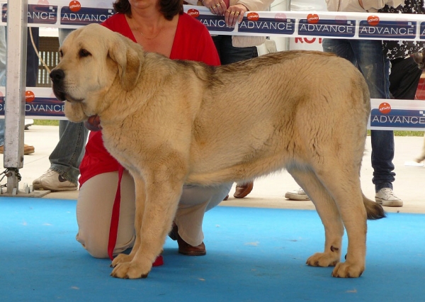 Roxana Tornado Erben, Lois Tornado Erben - Talavera de la Reina, Spain, 24.05.2009
(Caruso x Linda Tornado Erben)
Born: 11.08.2008
Keywords: 2009