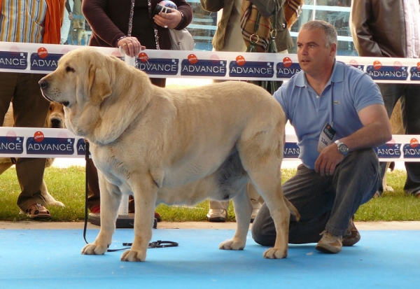 Siena de Trashumancia - Open Class Females - Talavera de la Reina, Spain, 24.05.2009
(Americano de Trashumancia x Amapols de Trashumancia)
Born: 25.04.2005
Keywords: 2009