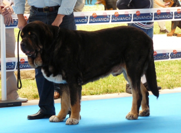 Toro de la Mesta - Intermediate Class Males - Talavera de la Reina, Spain, 24.05.2009
(Rodrigo de Babia x Anuna de la Mesta)
Born: 20.03.2004
Keywords: 2009