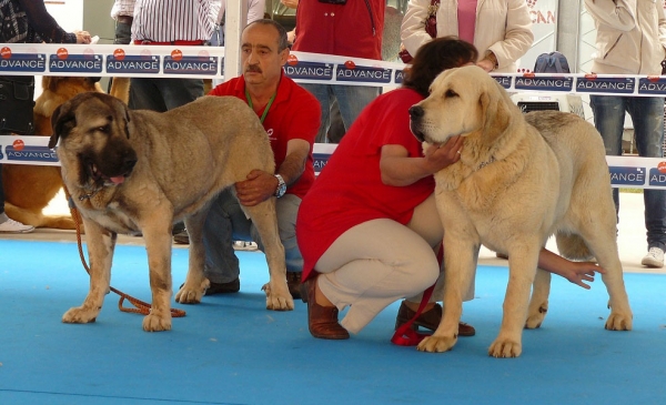 Brisa & Roxana Tornado Erben - Young Class Females, Talavera de la Reina, Spain, 24.05.2009
Brisa: (?) - Born: 01.01.2008
Roxana: (Caruso x Linda Tornado Erben) - Born: 11.08.2008
Keywords: 2009