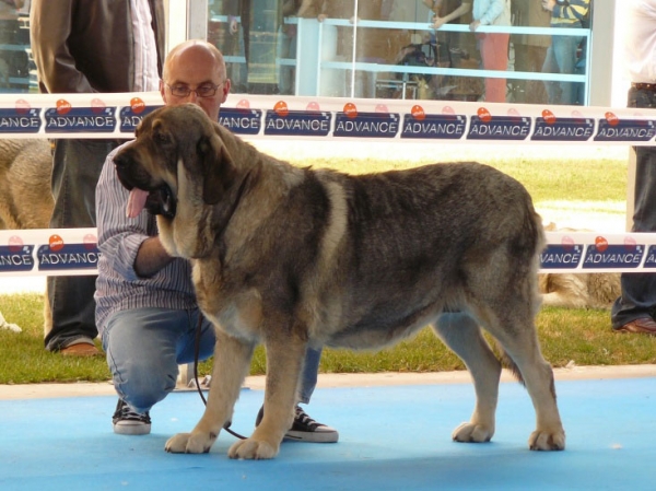 Zagala de Hazas de Cesto - Open Class Females - Talavera de la Reina, Spain, 24.05.2009
(Bulnes de Torrreanaz x Ch Coral de Hazas de Cesto) - Born: 29.04.2007

Keywords: 2009