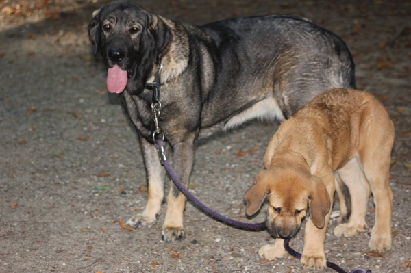 'Tøsen' & Finn Priehrada
'Tøsen': Bathin Tornado Erben X Brisa de Abelgas
Born: 09.10.2012

Finn: Dali de La Aljabara X Wendeta Tornado Erben 
Born: 25.06.2014


