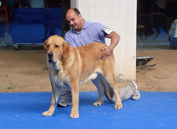 Arco de Fuente Mimbre: Exc 1, Best Young - Young Class Males, International Show Talavera de la Reina 25.05.2008  
Keywords: 2008 fuentemimbre