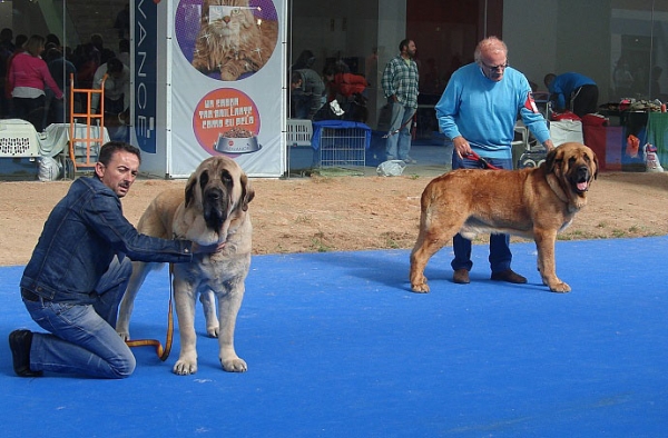 Champion Class Males - International Show Talavera de la Reina 25.05.2008
Keywords: 2008