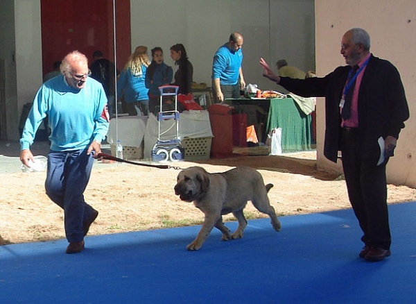 Napoleon de Montes del Pardo: Very Promising 1, Best Puppy - Puppy Class Males, International Show, Talavera de la Reina 25.05.2008
Keywords: 2008 pardo