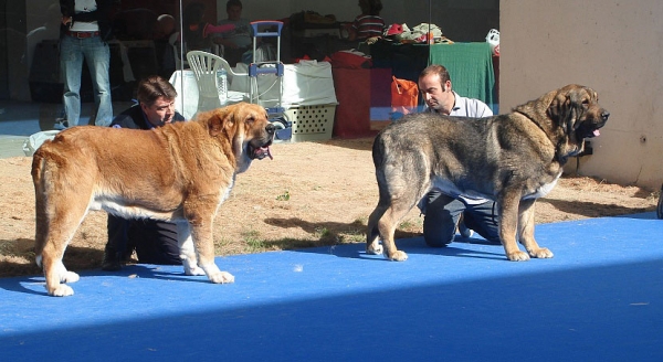 Nilo de Campollano: Exc 2 & Pol de Reciecho: Exc 3 - Open Class Males, International Show, Talavera de la Reina 25.05.2008  
Keywords: 2008