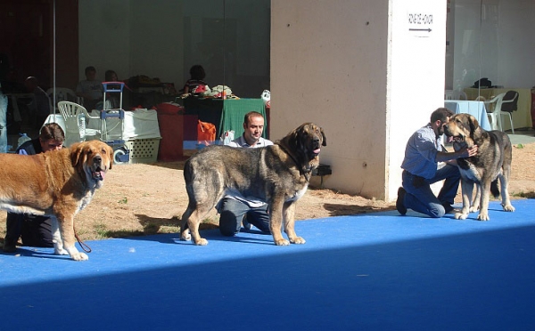 Open Class Males - International Show Talavera de la Reina 25.05.2008
Keywords: 2008