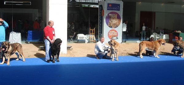 Open Class Males - International Show Talavera de la Reina 25.05.2008
Keywords: 2008