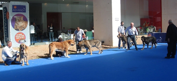 Open Class Males - International Show Talavera de la Reina 25.05.2008
Keywords: 2008