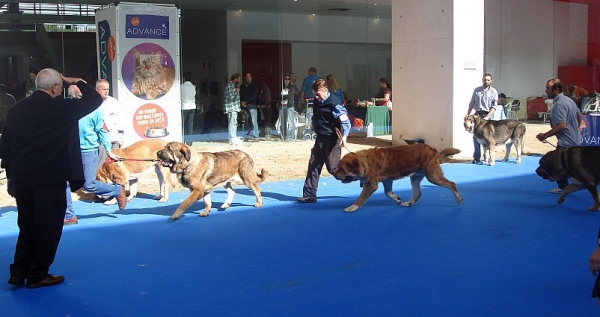 Open Class Males - International Show Talavera de la Reina 25.05.2008
Keywords: 2008