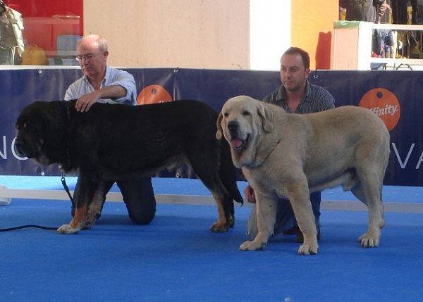 Toro de la Mesta: ? & Zeus de Fuente Mimbre: ? - Open Class Males, International Show Talavera de la Reina 25.05.2008 
Keywords: 2008