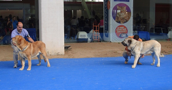 Young Class Males - International Show Talavera de la Reina 25.05.2008
Keywords: 2008