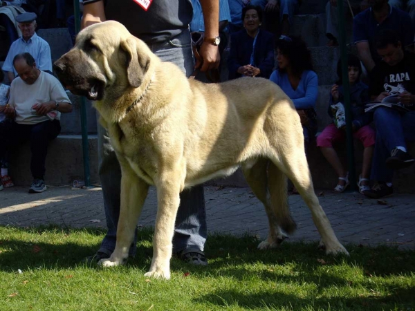 Tarquín de Galisancho: Exc. 5 - Intermediate Class Males, XXVII Monográfica AEPME, 15.09.2007
Keywords: 2007 galisancho