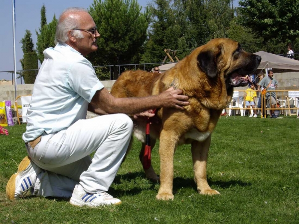 Ch. Tarzán: Exc. 1, Best Male, B.I.S - Champion Class Males, XXVII Monográfica AEPME, 15.09.2007
Breeder: Cándido Rodríguez (Vicheriza) 
Keywords: 2007 pardo