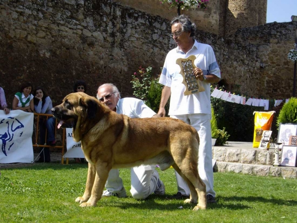 Ch. Tarzán: Exc. 1, Best Male, B.I.S - Champion Class Males, XXVII Monográfica AEPME, 15.09.2007
Breeder: Cándido Rodríguez (Vicheriza) 
Keywords: 2007 pardo