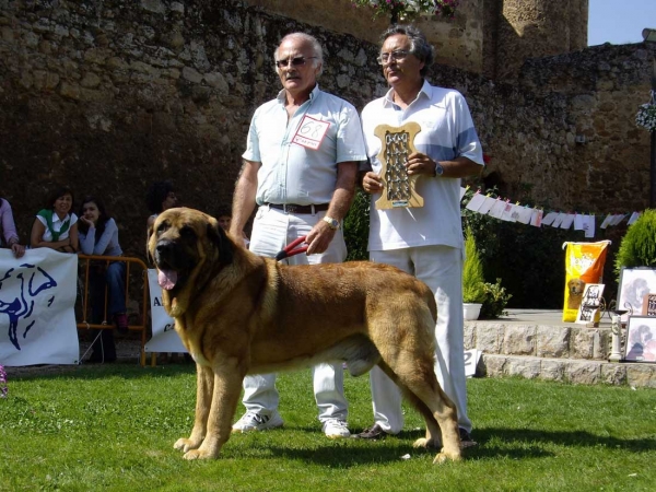 Ch. Tarzán: Exc. 1, Best Male, B.I.S - Champion Class Males, XXVII Monográfica AEPME, 15.09.2007
Keywords: 2007 pardo