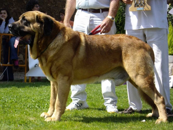 Ch. Tarzán: Exc. 1, Best Male, B.I.S - Champion Class Males, XXVII Monográfica AEPME, 15.09.2007
Breeder: Cándido Rodríguez (Vicheriza) 
Keywords: 2007 pardo