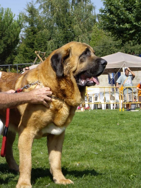 Ch. Tarzán: Exc. 1, Best Male, B.I.S - Champion Class Males, XXVII Monográfica AEPME, 15.09.2007
Breeder: Cándido Rodríguez (Vicheriza) 
Keywords: 2007 pardo