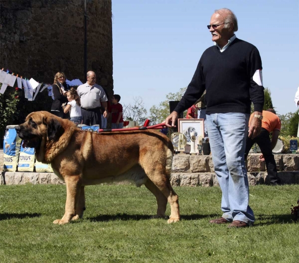 Tarzán: EXC - Champion Class Males, Monográfica AEPME 13.09.2008
(Sultán x Telva) - born: 14.01.03
Breeder: Cándido Rodríguez Arias

Keywords: 2008 pardo