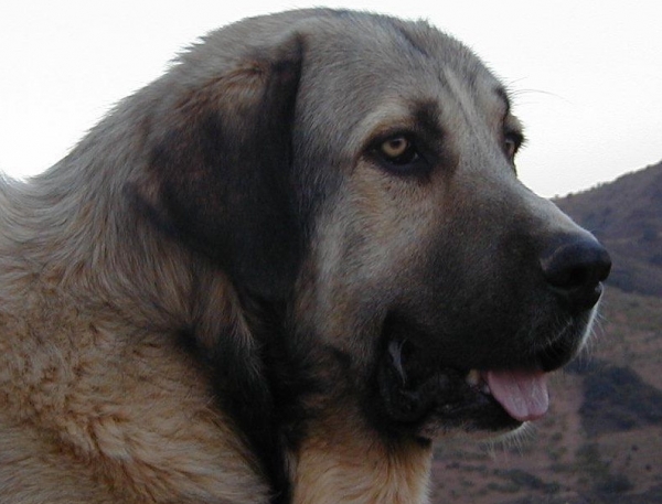 Thor
Keywords: head portrait cabeza vulpeja pastrana