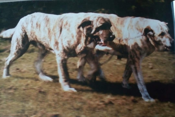 Tigre y Lobata,1982 - Propiedad de Luis Esquiró
 Fotografía de Carlos Salas
Keywords: 1982 trashumancia