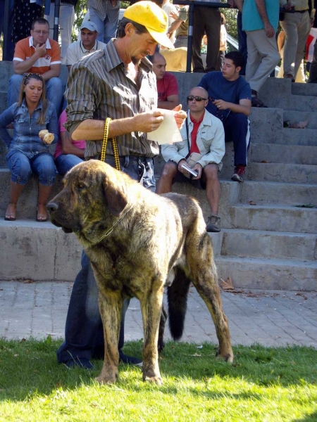 Tigre de Abelgas: Exc. 7 - Intermediate Class Males, XXVII Monográfica AEPME, 15.09.2007
Keywords: 2007 abelgas