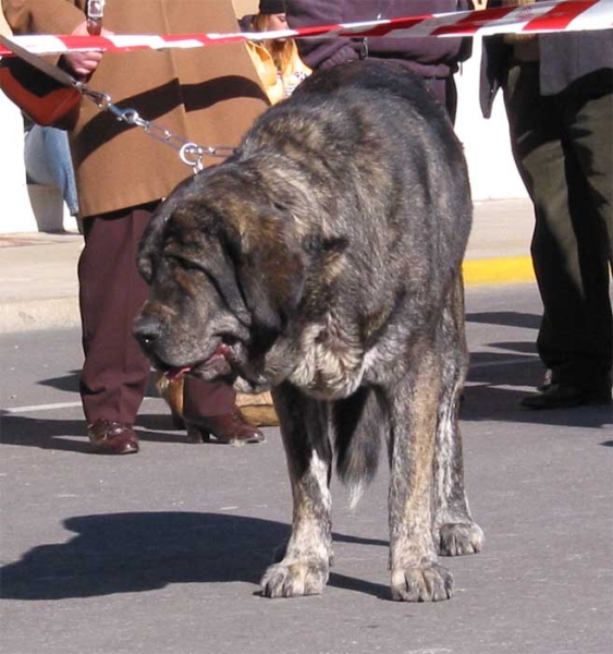 1º Tita de los Zumbos - Open Class Females - Mansilla de las Mulas, Leon, 07.11. 2004
(Nuño x Luchana de los Zumbos)
Born: 20-10-2001
Breeder & owner: Mario Alonso  

Keywords: 2004 zumbos