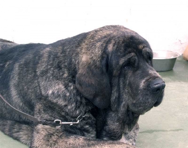 Tita de los Zumbos - Open Class Females - Specialty Show Spanish Breeds - Archidona, 29-05-2005
(Nuño x Luchana de Los Zumbos)
Born: 20-10-2001
Breeder & owner: Mario Alonso  

Keywords: 2005 zumbos head portrait cabeza