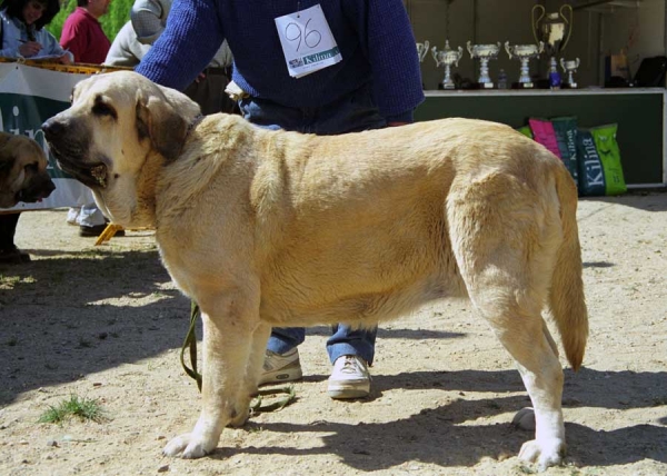 Tormenta de Autocan: Exc. 9 - Open Class Females, Monográfica AEPME, Palencia 1999
Roki x Jara de Autocan
Born: 02.12.1995

Photo: Jonas Nielsen © Copyright 
Keywords: autocan 1999